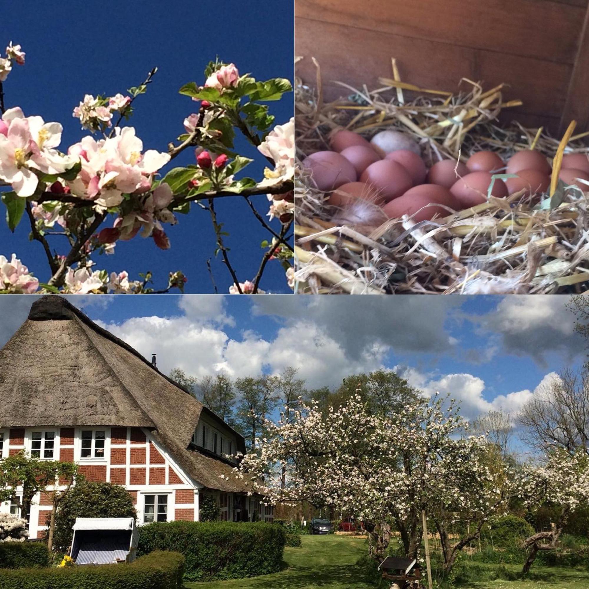 Altes Landhaus Oste, Klavier Appartement, 2 Zimmer Mit Kamin Hemmoor Bagian luar foto